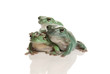 Three magnificent green tree frog, Litoria splendida, on white