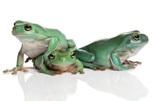Three Magnificent Green Tree Frogs, Litoria Splendida, On White
