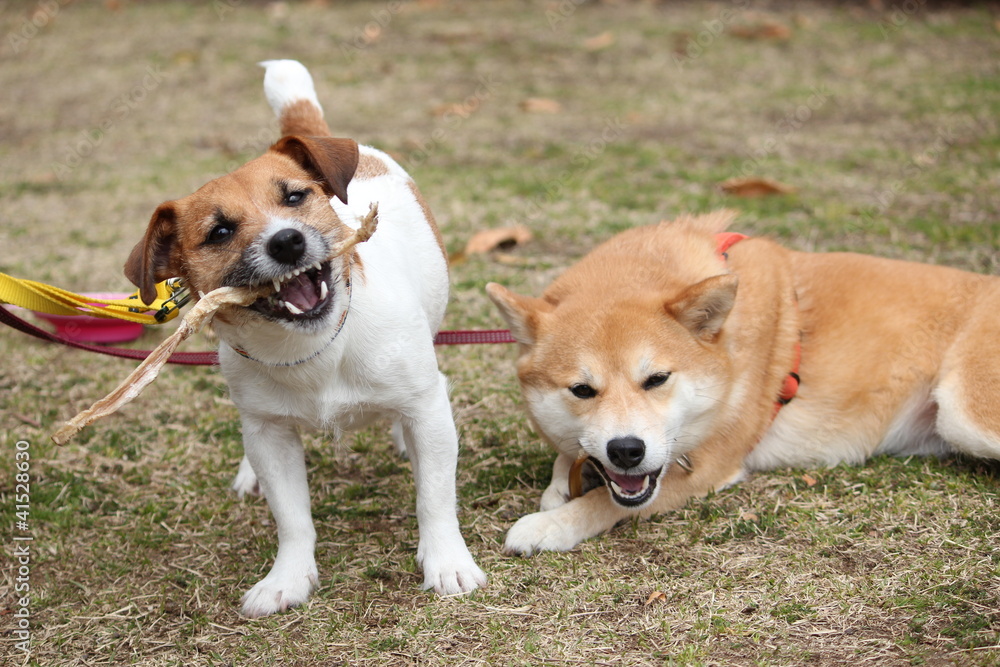 おやつを食べるジャックラッセルテリアと柴犬 Cuadros Canvas おやつを食べるジャックラッセルテリアと柴犬 Cuadros Canvas
