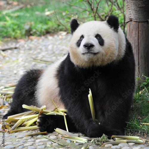 Board z aluminiowym obramowaniem Dorosły gigantyczny niedźwiedź panda