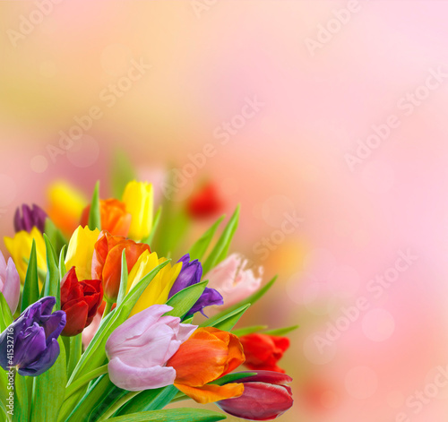 Tapeta ścienna Wiosenne tulipany