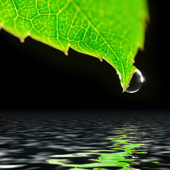 Wall Mural - water drop on green leaf isolated on black