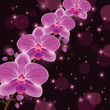 Bright greeting or invitation card with orchid