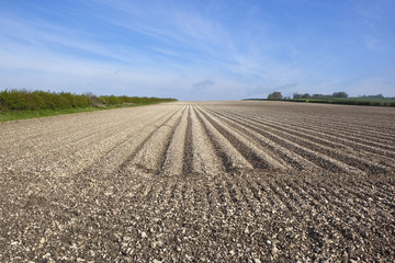 Sticker - potato furrows in chalky soil