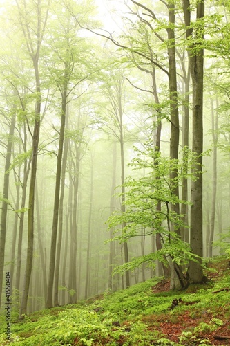 Fototapeta na wymiar Krajobraz bukowego lasu w blasku dnia