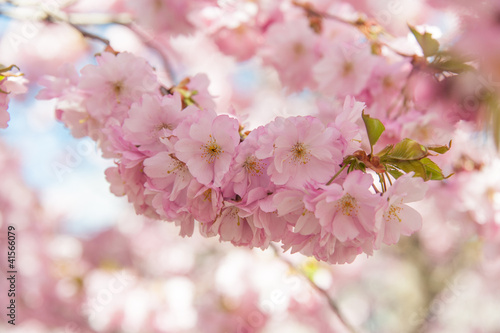 Board z aluminiowym obramowaniem Kwiat wiśni sakura