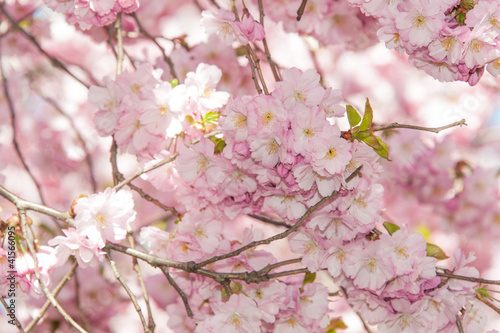 Board z aluminiowym obramowaniem Kwiat wiśni sakura