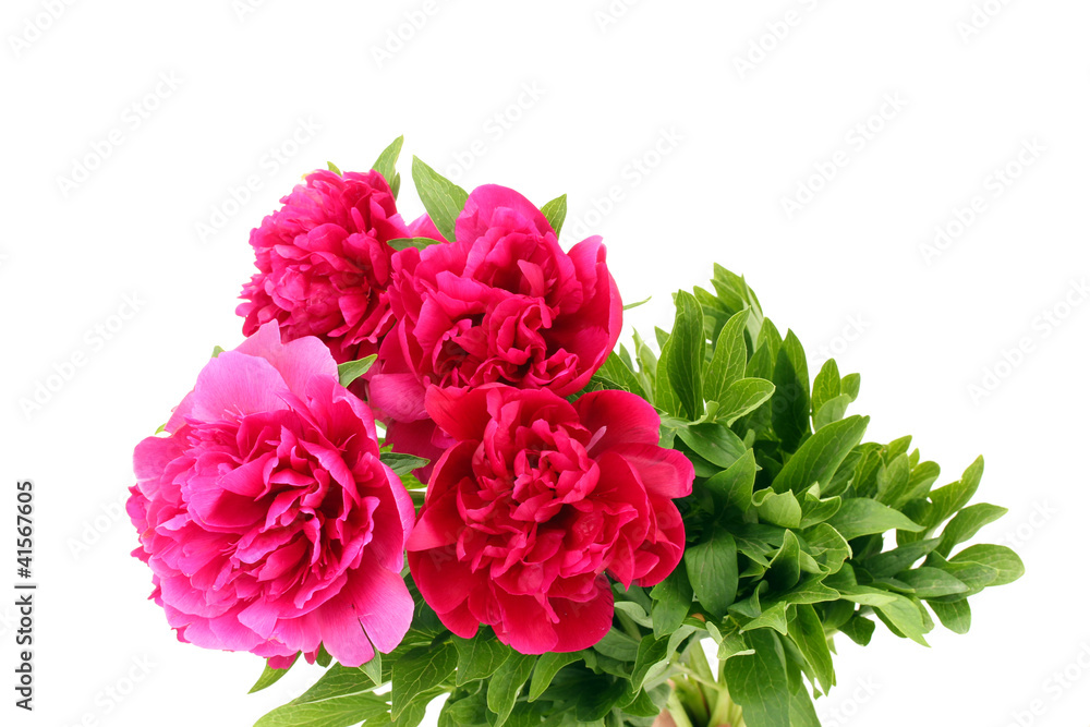 beautiful pink peonies isolated on white