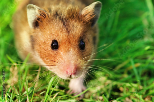 Foto-Vorhang - Hamster on the grass (von veryolive)