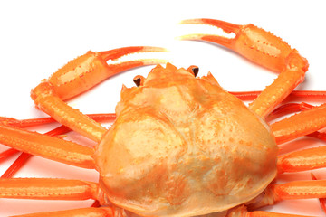 Sticker - deep red snow crab