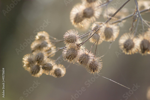 lopian-arctium-lappa-bur-suchy-kluski-w-sieci-o-swicie-spri