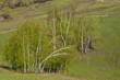Spring landscape with birches