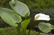 Sumpf-Calla oder Drachenwurz (Calla palustris)