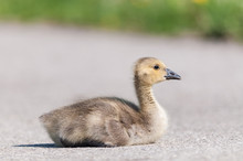 Canada Goose (branta Canadensis) Gosling