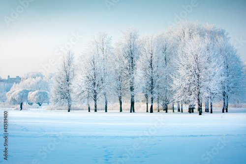 Nowoczesny obraz na płótnie Winter trees