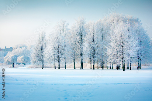 Naklejka - mata magnetyczna na lodówkę Winter trees