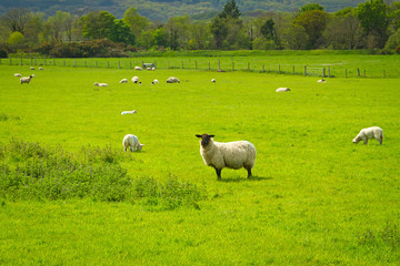 Sheep and rams in Killarney mountains, Ireland