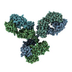 Sticker - Immunoglobulin G (IgG, antibody) molecule