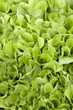 fresh an green lettuce on farm