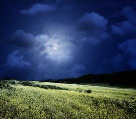 Wall Mural - midnight on the meadow, abstract natural backgrounds