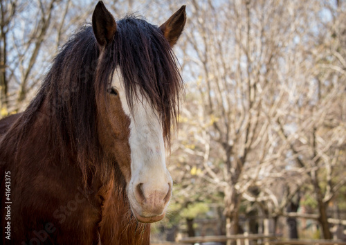 Tapeta ścienna Koń clydesdale