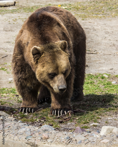 Fotoboard na płycie Niedźwiedź grizzly