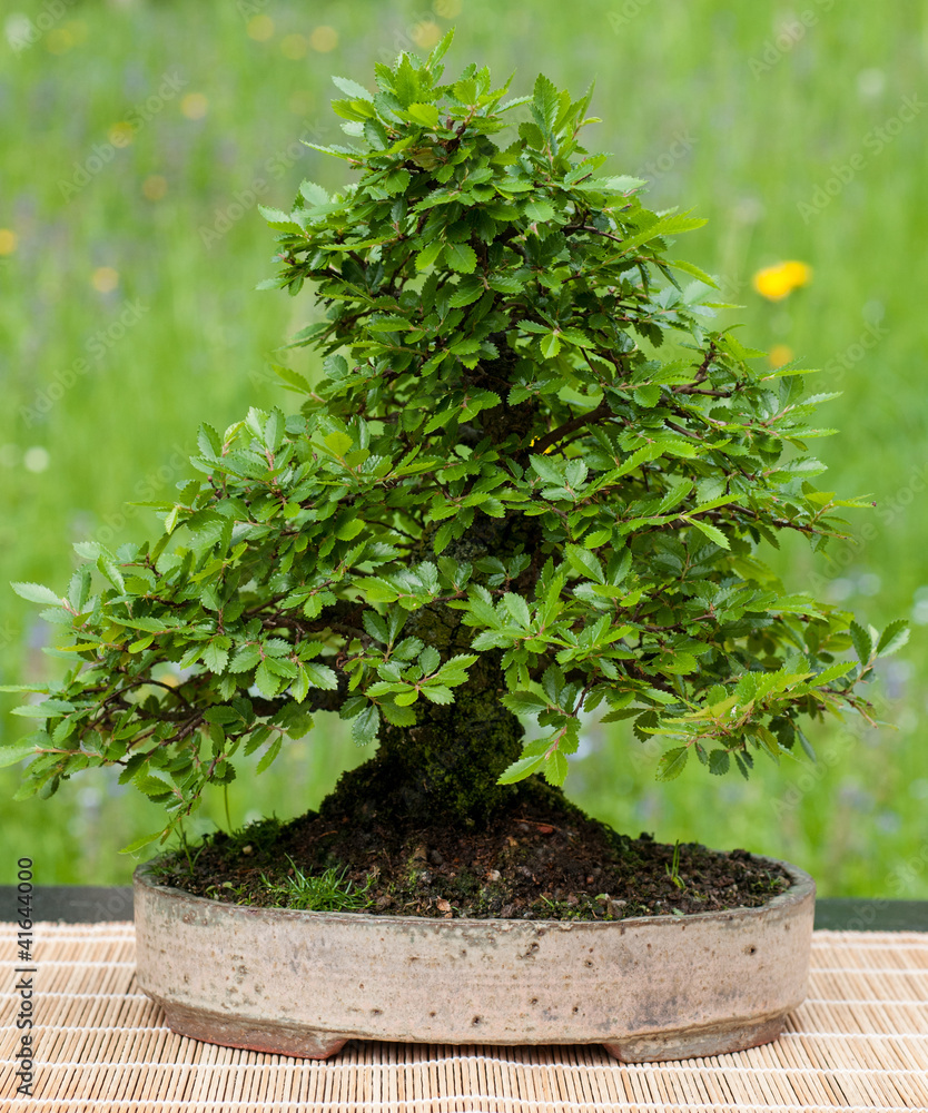 Kleine chinesische Ulme als Bonsai Stock-bilde | Adobe Stock