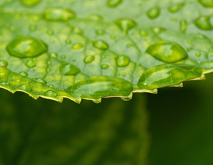 Canvas Print - Waterdrops