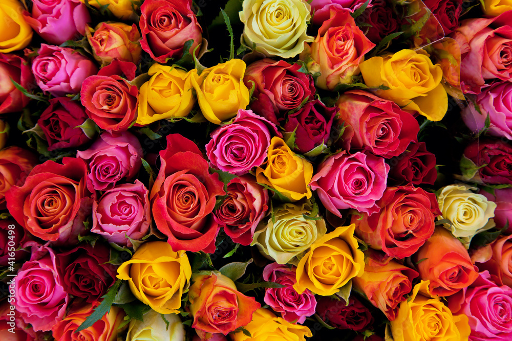 Flowers. Colorful roses background - obrazy, fototapety, plakaty 