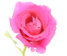 Purple Rose On The White Background