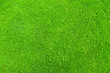 © foxaon - Close-up image of fresh spring green grass