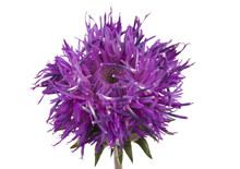 Purple Wild Flower Isolated