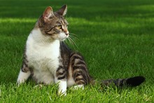Cat Playing Outdoors On The Grass