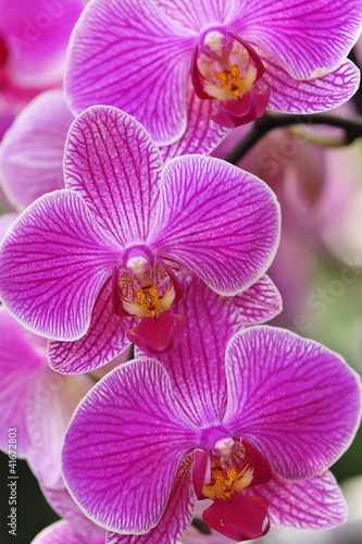 Obraz na płótnie canvas Orchidea phalaenopsis
