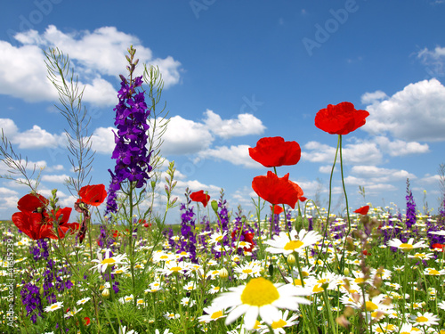 Fototapeta na wymiar red poppy and wild flowers