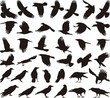 Bird carrion crow