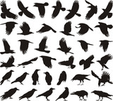 Fototapeta Konie - Bird carrion crow