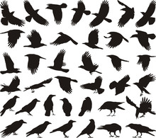Bird Carrion Crow