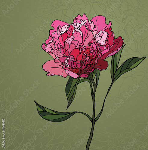 Fototapeta na wymiar One peony on a green background