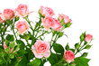Bush of pink roses with green leafes