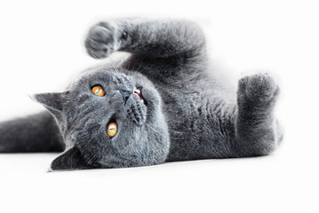 Wall Mural - British blue cat playing