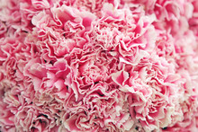 White-pink  Carnations Background