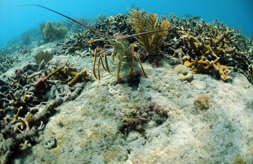 Wall Mural - Underwater lobster