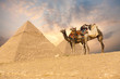 Double Camel Giza Pyramids