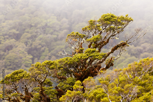gorski-las-deszczowy-buk-w-fjordland-np-nz