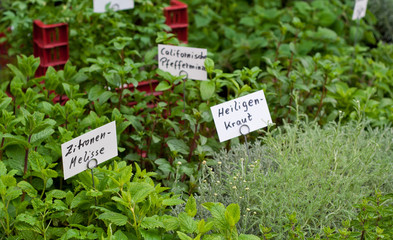 Marktstand mit Gartenkräutern