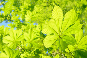 Wall Mural - Chestnut (Castanea) tree leaves