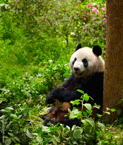 Board z aluminiowym obramowaniem Gigantyczna panda jedząca bambus
