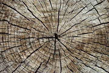 Wood Texture