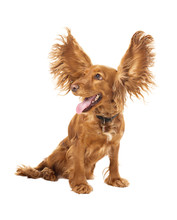 Adorable Cocker Spaniel With Flying Ears In Studio